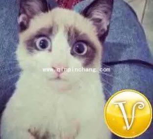 微信头像加V认证图文教程