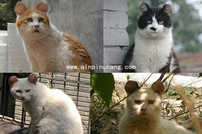 新浪微博米奇萌耳朵制作教程