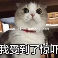 斗图必备！瓜皮猫带字搞笑表情包