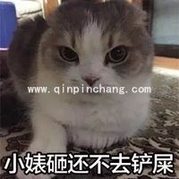 斗图必备！瓜皮猫带字搞笑表情包