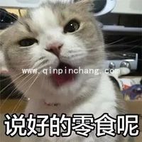 斗图必备！瓜皮猫带字搞笑表情包