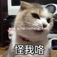 斗图必备！瓜皮猫带字搞笑表情包