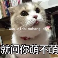 斗图必备！瓜皮猫带字搞笑表情包