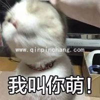 斗图必备！瓜皮猫带字搞笑表情包