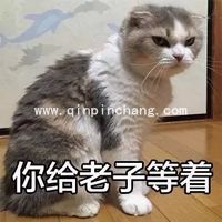 斗图必备！瓜皮猫带字搞笑表情包