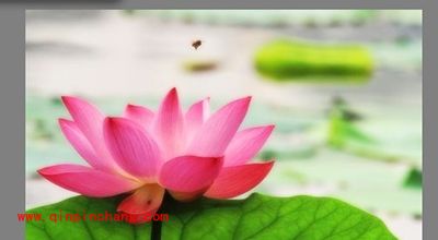 光影魔术手之照片增加柔光特效