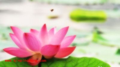 光影魔术手之照片增加柔光特效