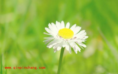 将桌面主题中的一些图片提取出来有何妙招？