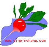 FreeHand教程之绘制萝卜