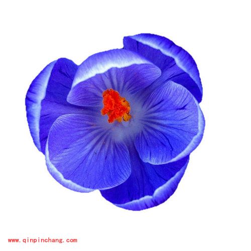 iSee图片专家羽化相框的制作方法介绍