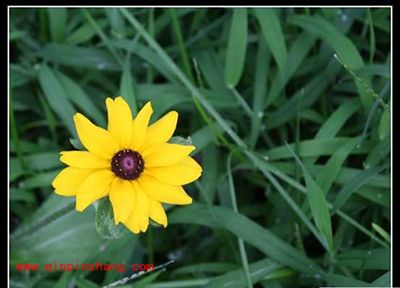 可牛影像撕边边框功能使用方法