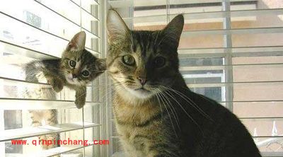 PS模糊锐化和涂抹工具技巧