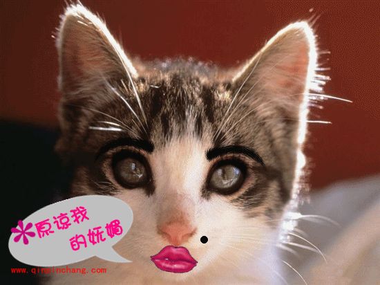 小猫也疯狂！美图秀秀轻松帮你打造动物恶搞照片