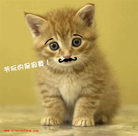 小猫也疯狂！美图秀秀轻松帮你打造动物恶搞照片