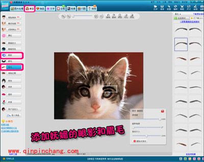 小猫也疯狂！美图秀秀轻松帮你打造动物恶搞照片