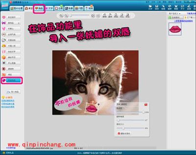小猫也疯狂！美图秀秀轻松帮你打造动物恶搞照片