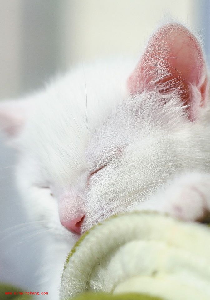 结合颜色的调整使PS轻松锐出猫咪的毛发