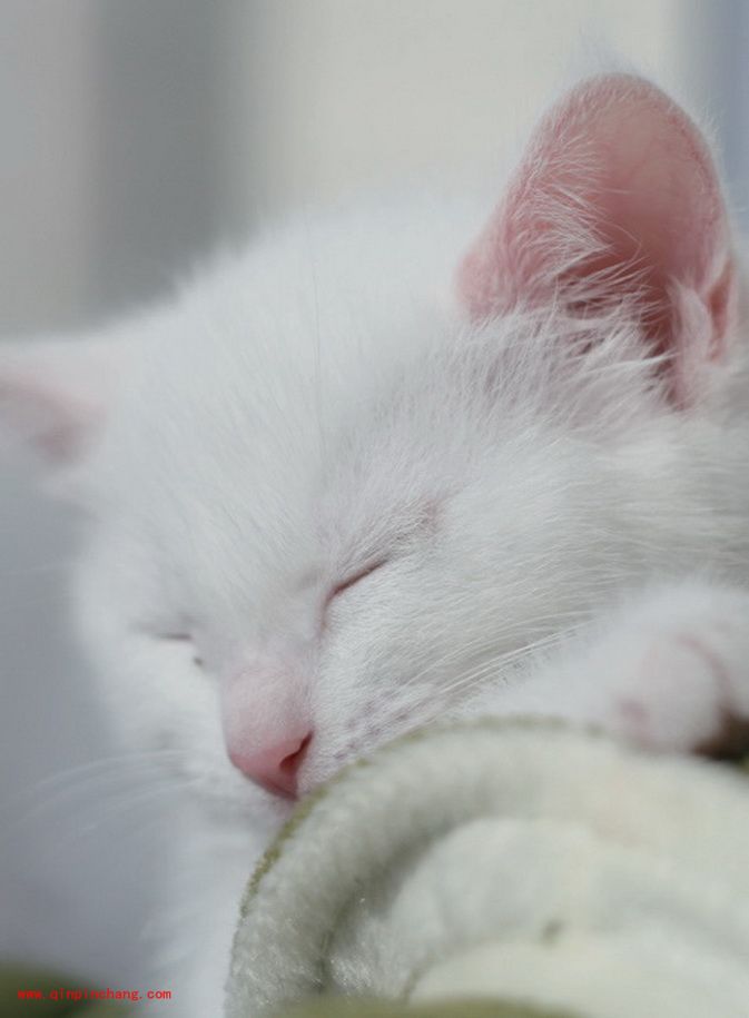 结合颜色的调整使PS轻松锐出猫咪的毛发