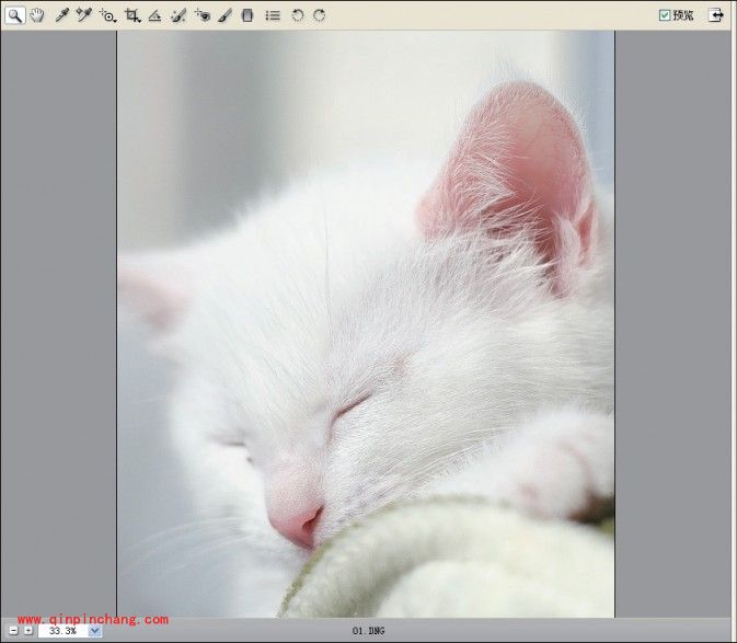 结合颜色的调整使PS轻松锐出猫咪的毛发