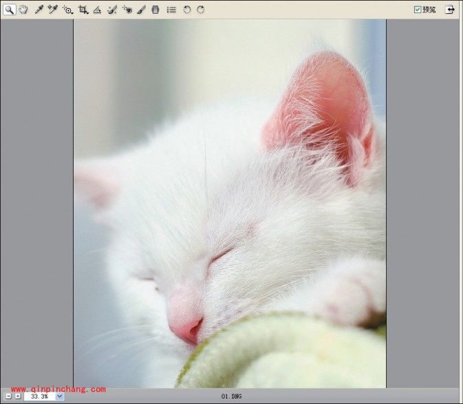 结合颜色的调整使PS轻松锐出猫咪的毛发