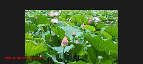 看图软件ACDSee快速浏览图片文件夹方法