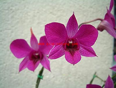 photoshop:移动工具的使用