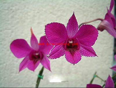 photoshop:移动工具的使用