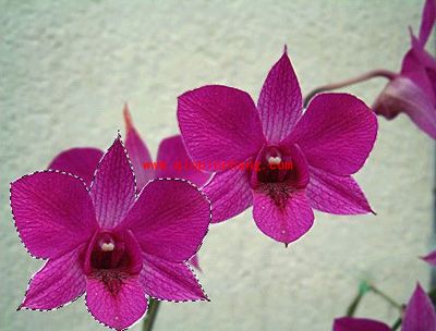 photoshop:移动工具的使用