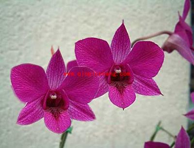 photoshop:移动工具的使用