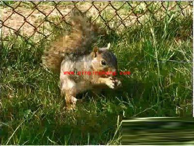 用photoshop修正曝光过度照片的教程