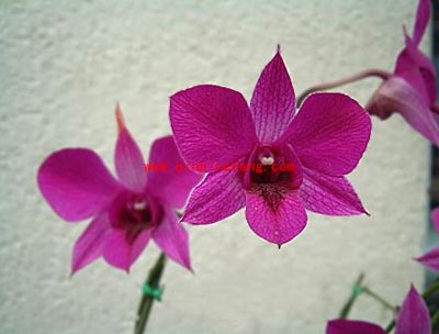 photoshop移动工具介绍