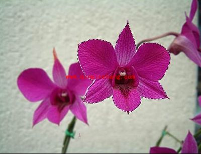 photoshop移动工具介绍