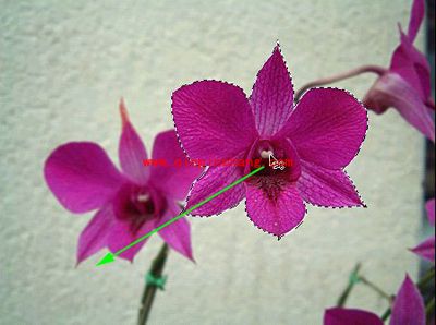 photoshop移动工具介绍