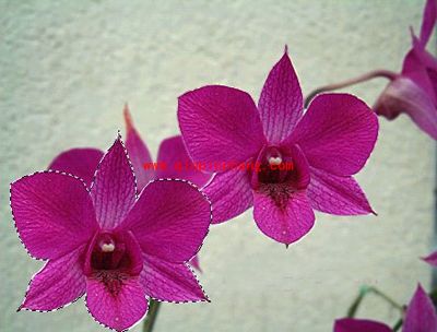 photoshop移动工具介绍