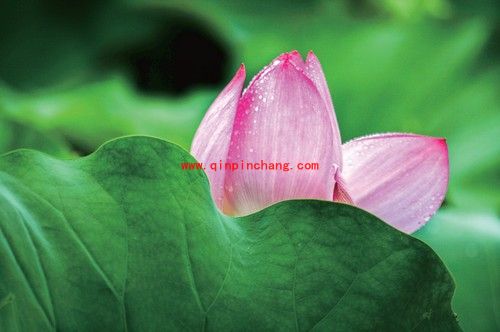 新手入门：如何用PS简单把荷花照片暗部区域调亮