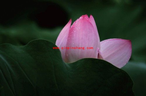 新手入门：如何用PS简单把荷花照片暗部区域调亮