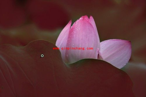 新手入门：如何用PS简单把荷花照片暗部区域调亮