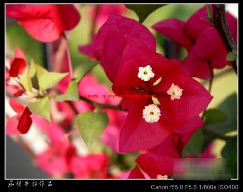 可牛影像图片后期处理之添加文字边框