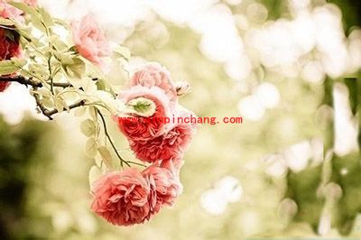 美图秀秀制作画中画镜像图教程