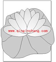 Freehand教程之“图形水管”工具玩图案播洒