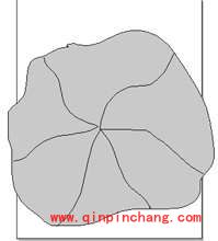 FreeHand教程之设计荷花