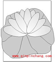 FreeHand教程之设计荷花