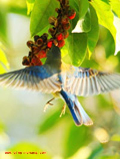 iSee软件四步搞定海量假日图片(初级篇)