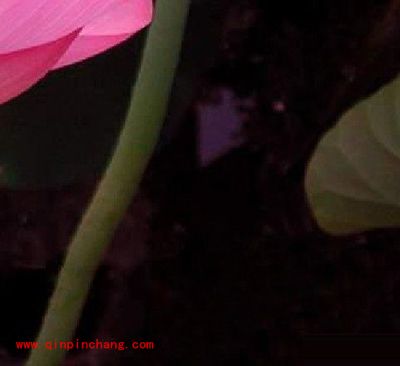 PS仿制图章工具怎么下载使用?