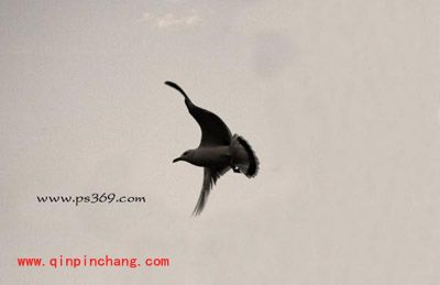 photoshop的裁切工具