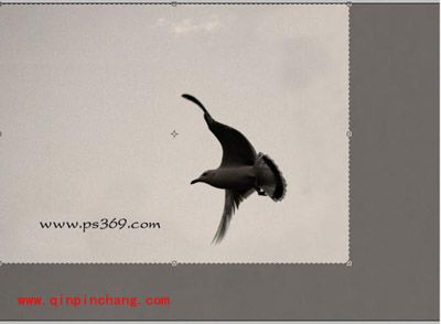 photoshop的裁切工具