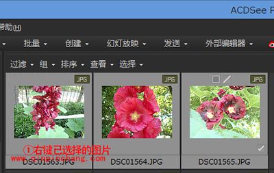看图软件acdsee转换图片格式图文步骤