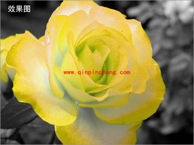 图片处理软件彩影制作变色效果教程