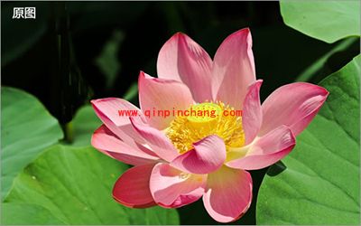 怎么让图片只剩一种颜色？彩影保留一种颜色教程