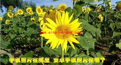 安卓手机照片或者图片储存在哪里？